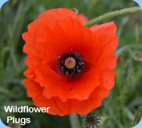Wildflower PLugs - Field Poppy